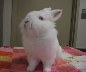 Bear – In Memoriam