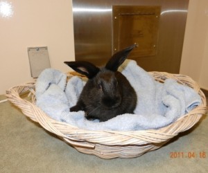 Cedric – In Memoriam