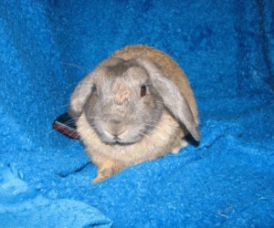 Chuckie – In Memoriam