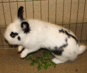 Cooper – In Memoriam