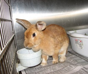 Farrah – In Memoriam