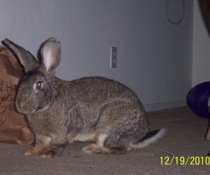 Flemish – In Memoriam