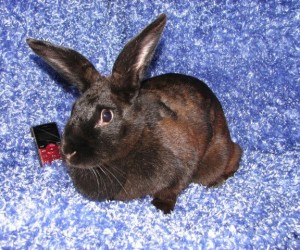 Franklin – In Memoriam