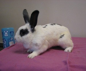 Harold – In Memoriam