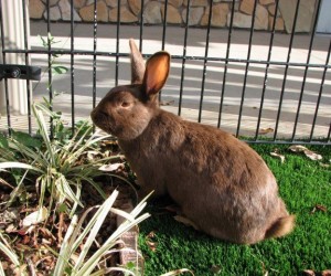 Jackson – In Memoriam