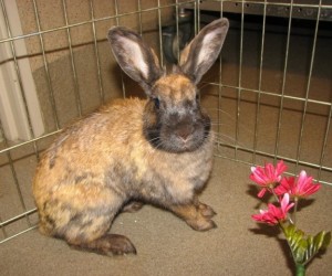 Lexie – In Memoriam