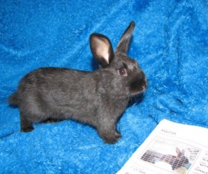 Licorice – In Memoriam