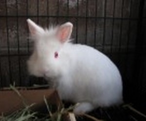 Lionhead – In Memoriam