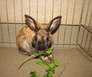 Madison – In Memoriam