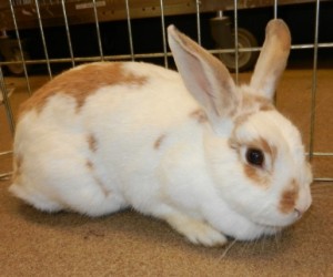 Millie – In Memoriam