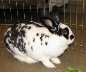 Mr. Bubbles – In Memoriam