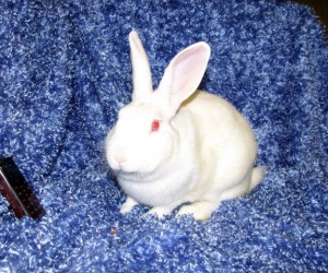 Romeo – In Memoriam