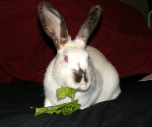 Sadie – In Memoriam