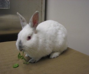 Scrapper – In Memoriam