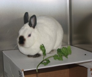 Sophia – In Memoriam