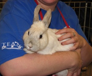 Sweetie – In Memoriam