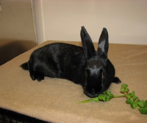 Tracy – In Memoriam