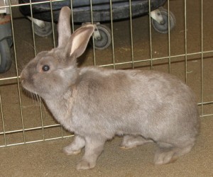 Wesley – In Memoriam