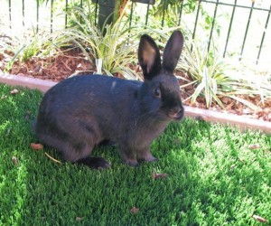 Zelda – In Memoriam