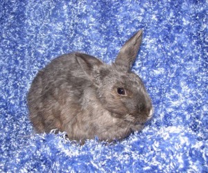 Angel – In Memoriam