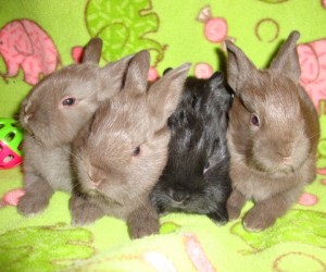 Blossom’s Babies