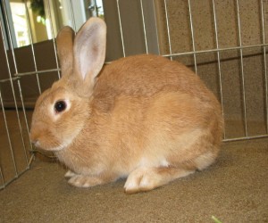 Buffy – In Memoriam