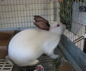 Chico – In Memoriam