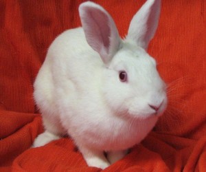 Cindirella – In Memoriam