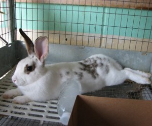 Cookie – In Memoriam