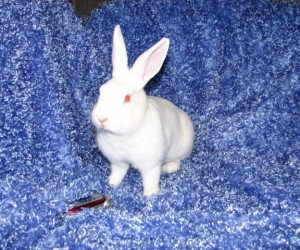 Divinity – In Memoriam