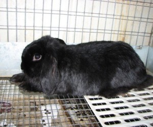 Georgia – In Memoriam