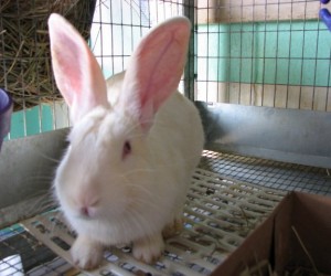 Graham – In Memoriam