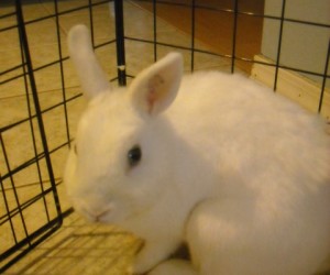 Lizzie – In Memoriam