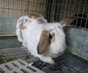 Maximillion – In Memoriam