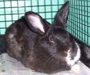 Misty – In Memoriam