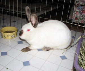 Mr. Bradshaw – In Memoriam