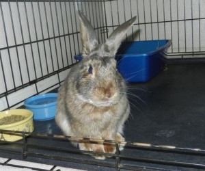 Oliver – In Memoriam