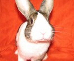 Romeo – In Memoriam