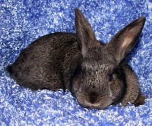 Shadow – In Memoriam