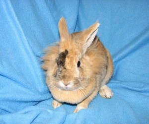 Sheena – In Memoriam