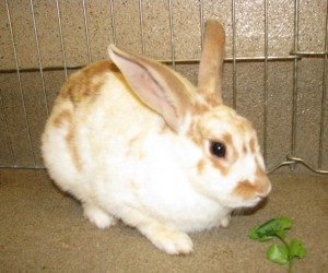 Sissy – In Memoriam