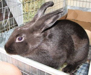 Anonim – In Memoriam