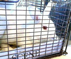 A422872 – In Memoriam