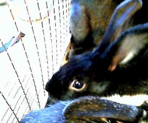 A422877 – In Memoriam