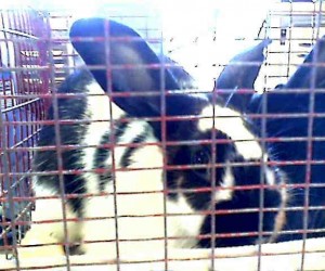 A4228875 – In Memoriam