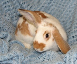 Abby – In Memoriam