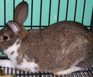 Angel – In Memoriam