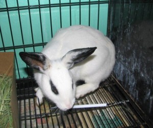 Ariel – In Memoriam