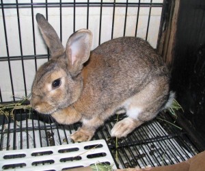 Babs – In Memoriam