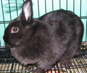 Bella – In Memoriam